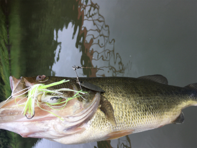 出るものらず。。。