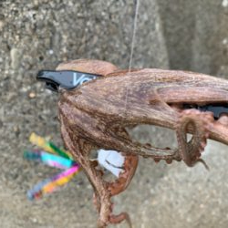 タコ復活してるか?