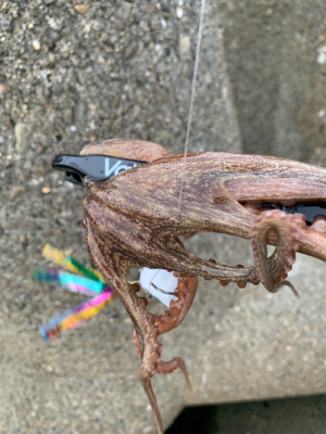 タコ復活してるか?