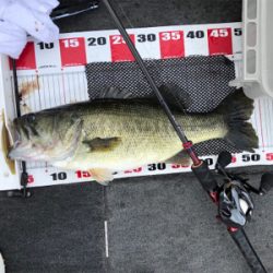 梅雨のブタバス