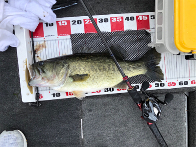 梅雨のブタバス