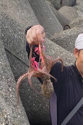 タコ調査9! まだまだよく釣れます!