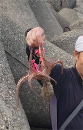 タコ調査9! まだまだよく釣れます!