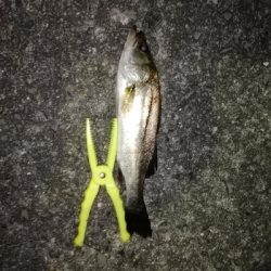 今日はライトタックルで虫ヘッドゲーム