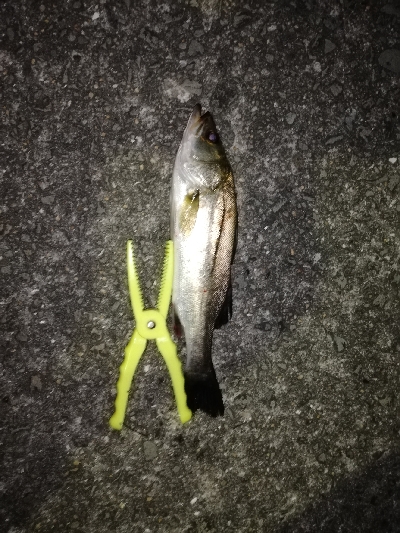 今日はライトタックルで虫ヘッドゲーム