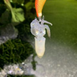 今日もヒイカ②