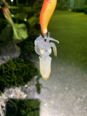 今日もヒイカ②