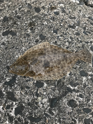 嬉しいお土産！