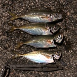 スパテラでアジング