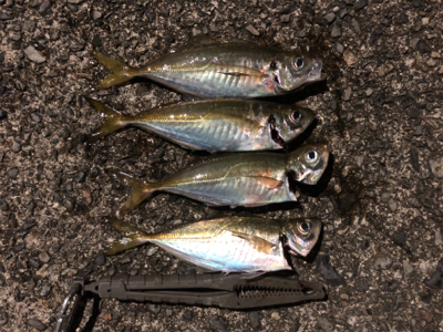 スパテラでアジング