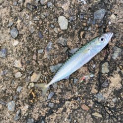 安定のタコサバ^_^