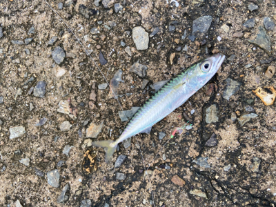 安定のタコサバ^_^