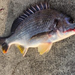 エビ撒き　アタリ渋い