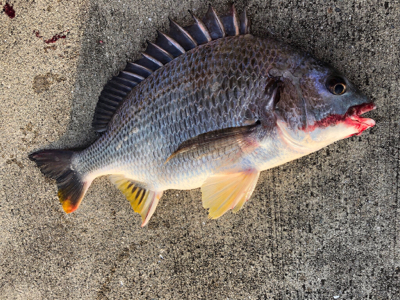 エビ撒き　アタリ渋い