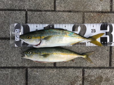 ツバスやや回遊♪