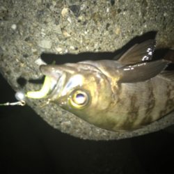 メバルは裏切らないσ(^_^;)