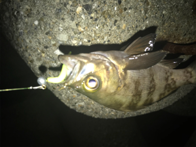 メバルは裏切らないσ(^_^;)