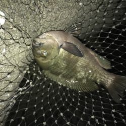 久しぶりに夜釣り