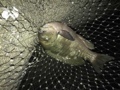 久しぶりに夜釣り