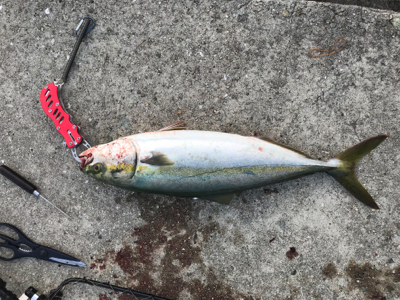 ショアジギング