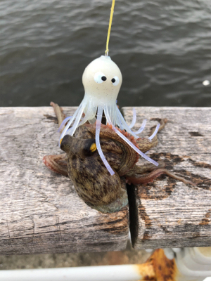 ツバスが釣れているとの事で‥