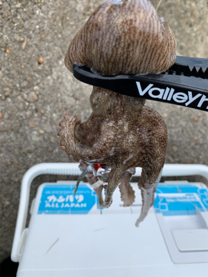 昨日よりマシかな？