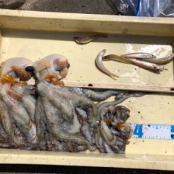 岸和田沖堤防でキス&タコ