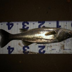 増水パターン!?