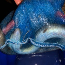 夕まづめからのぶっ込み釣り