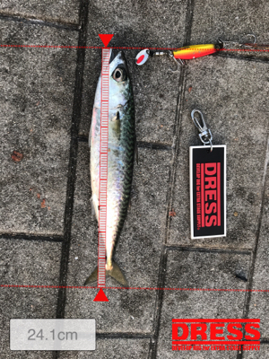 ツバス狙いで…