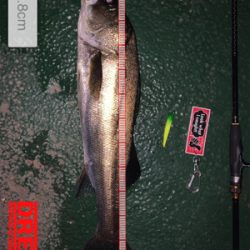 イワシがちらほら