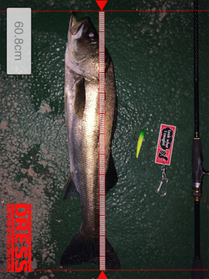 イワシがちらほら