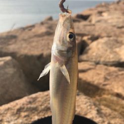 ちょい投げキス釣り(^^)