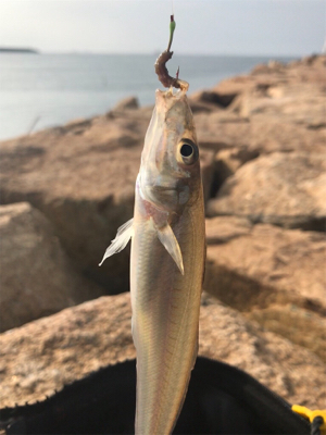 ちょい投げキス釣り(^^)
