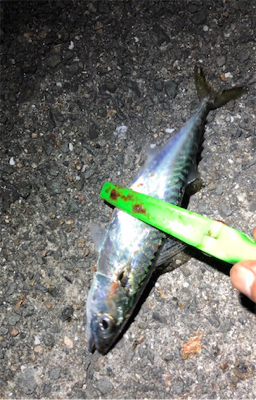 相変わらず、、、