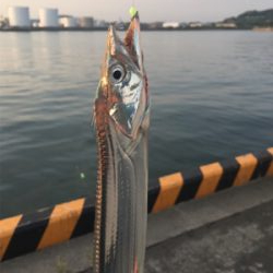 九州 イトヨリ 陸っぱり 釣り 魚釣り 釣果情報サイト カンパリ
