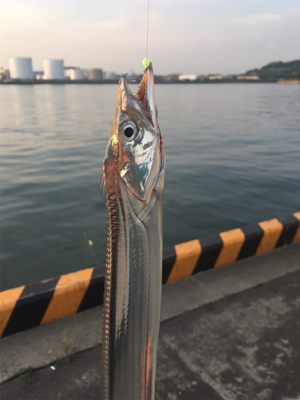 ウキ釣りでタチウオ