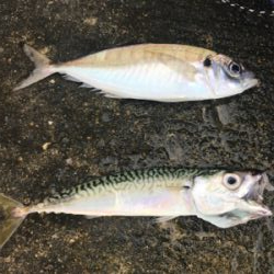 ジグサビキで^ ^