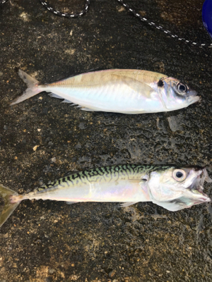 ジグサビキで^ ^