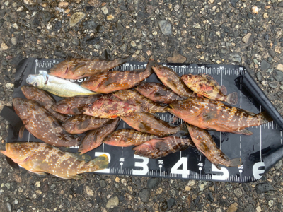 キジハタ朝まずめ