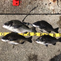 年無出た!しかし、タモ折れた!