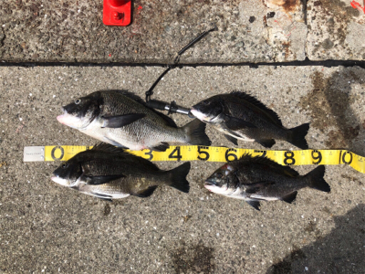 年無出た！しかし、タモ折れた！