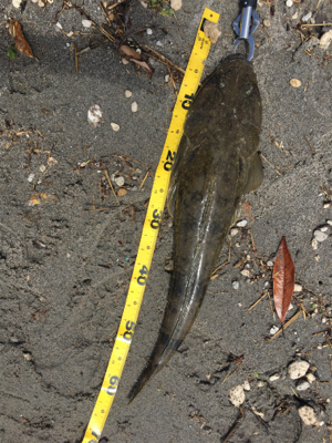 梅雨明けまだか？灼熱のマゴチ