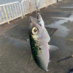 南港魚釣り公園青物イベント