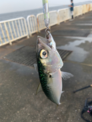 南港魚釣り公園青物イベント