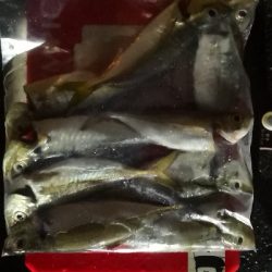 アジング練習 169