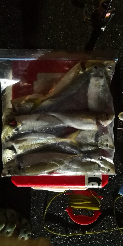 アジング練習 169