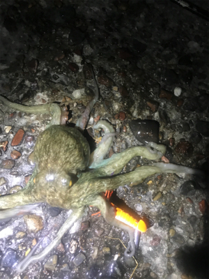 昨夜も仕事終わりに