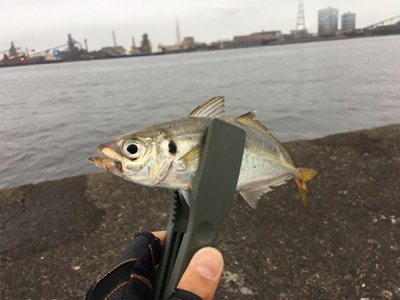 木更津沖堤防！