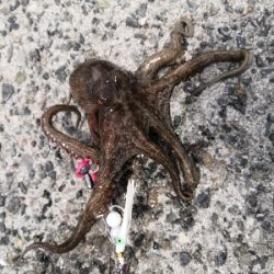 オクトパッシング終盤戦